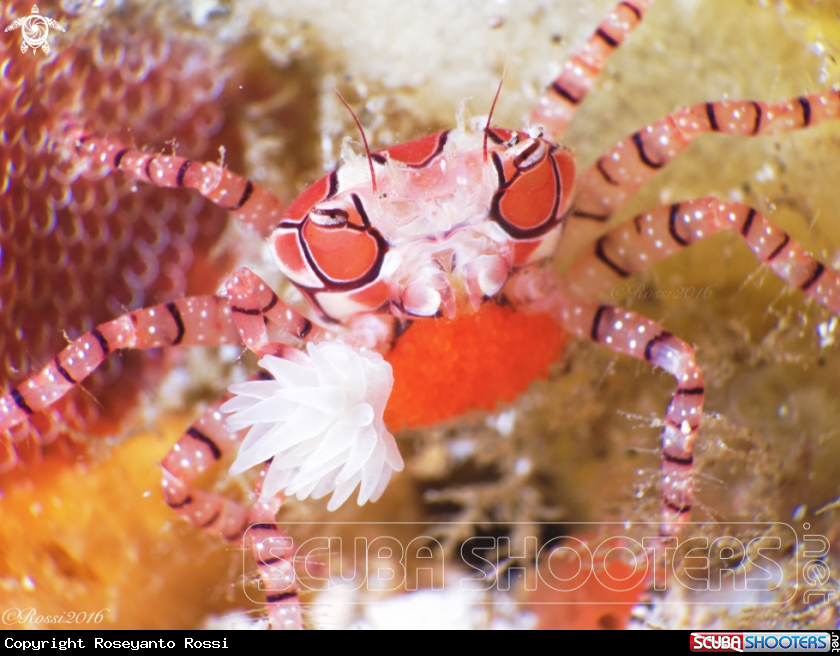 A Boxer Crab