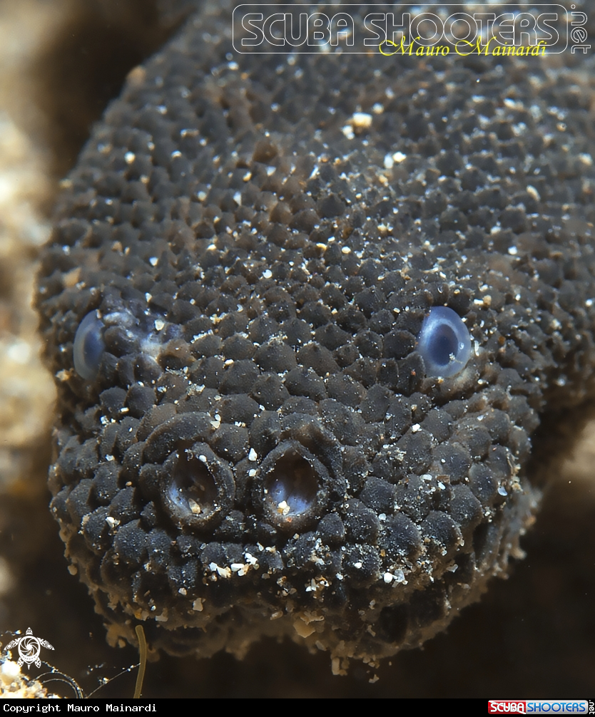 A Banded filed snake
