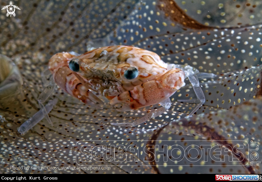A Porzellan Crab