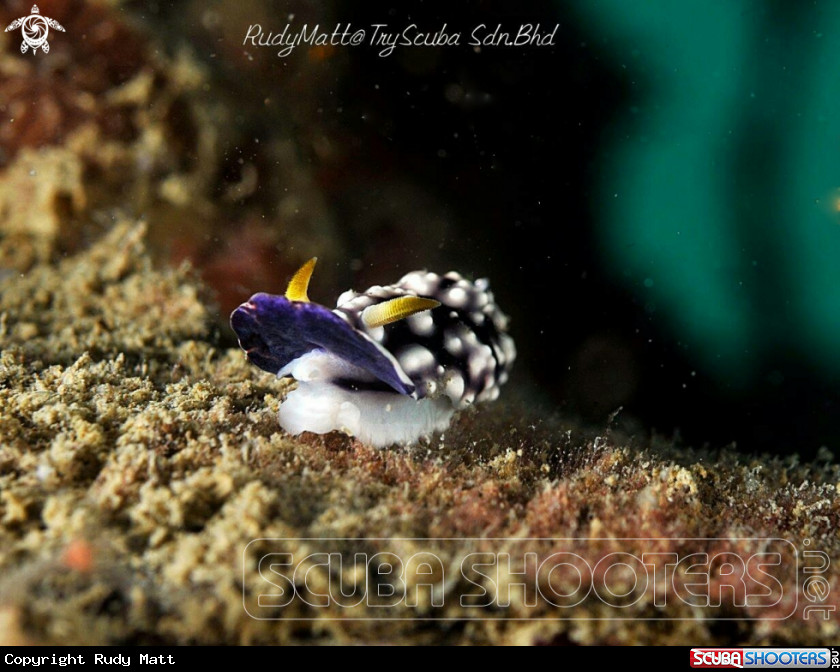 A Nudibranch
