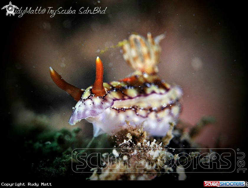 A Nudibranch