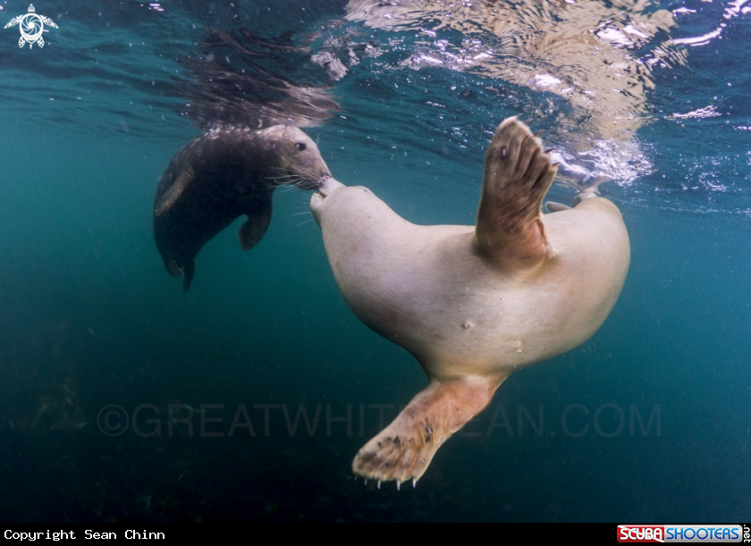 A Grey Seal