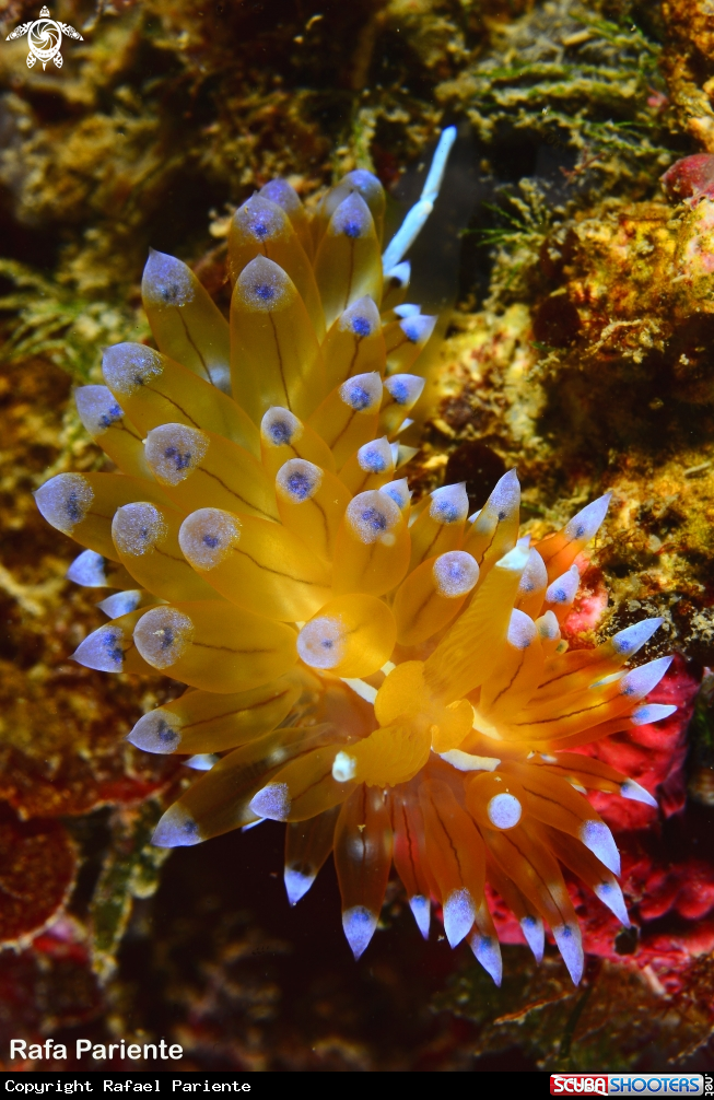 A Janolus