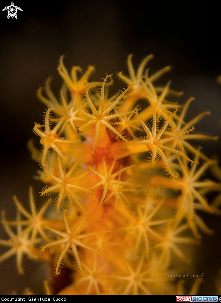 A  Polyps