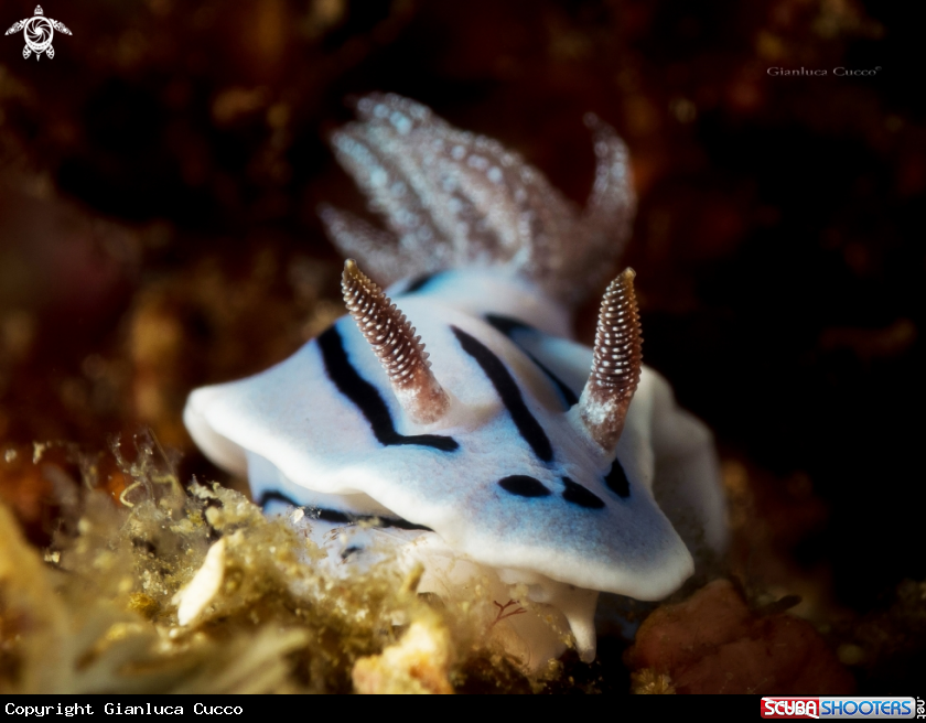 A Nudibranch