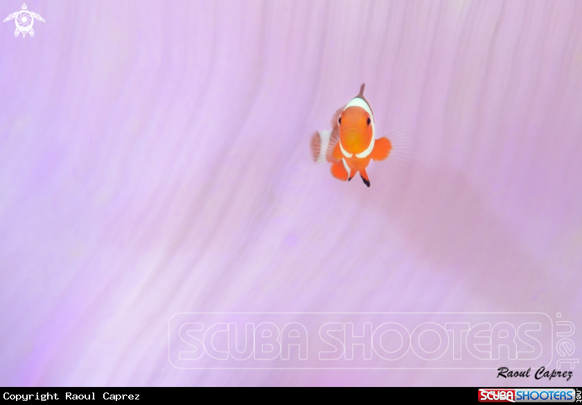 A Amphiprion