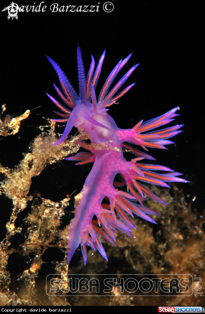 A Flabellina