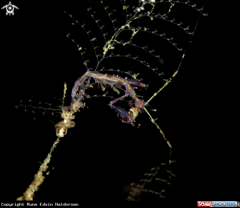A Skeleton shrimp