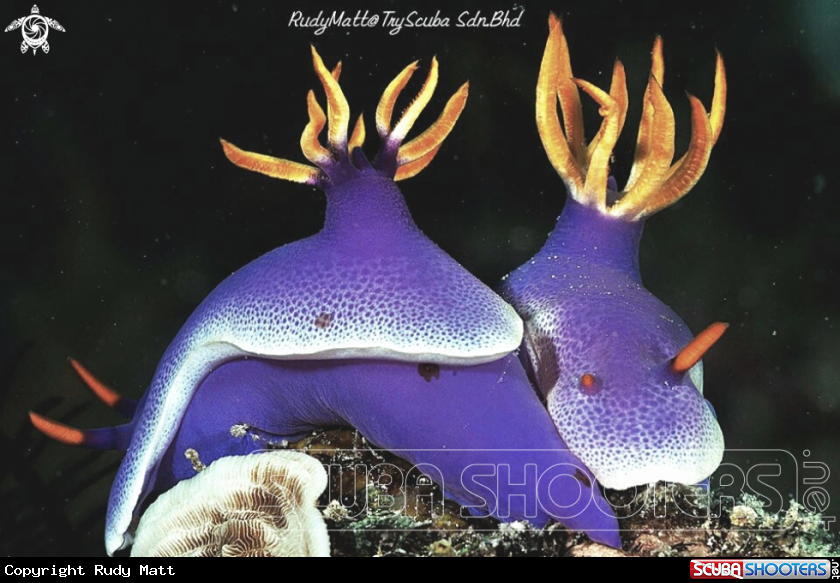 A Nudibranch