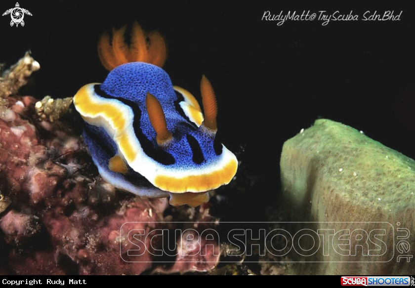 A Nudibranch