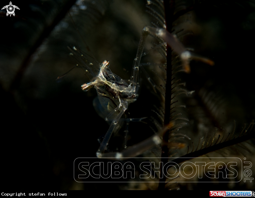 A Black and Silver Cuapetes Shrimp