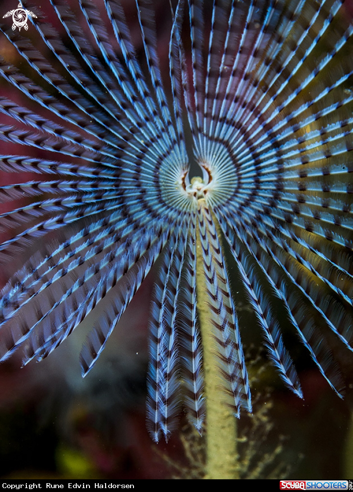 A peacoc worm
