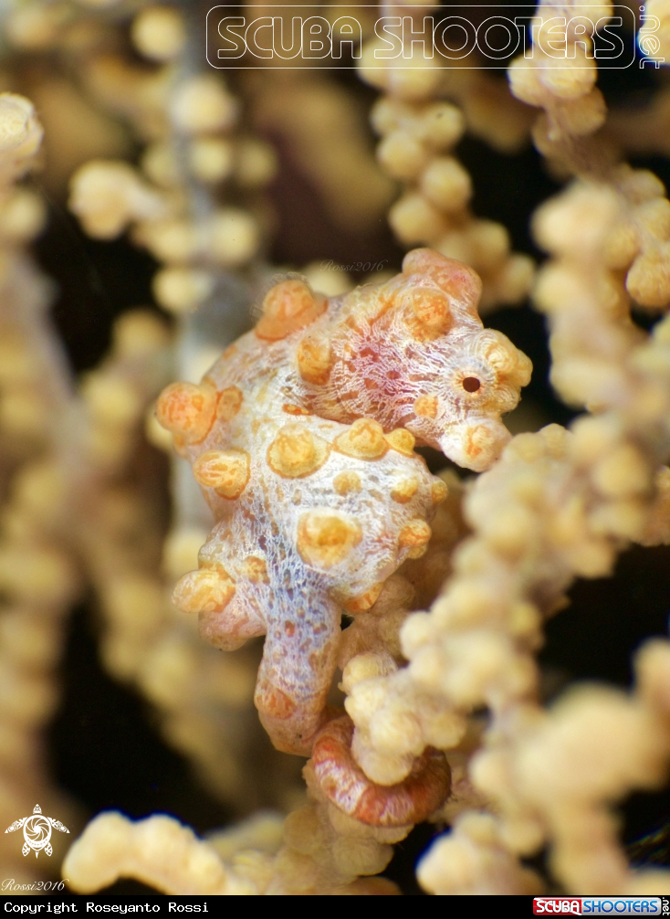 A Pygmy Seahorse