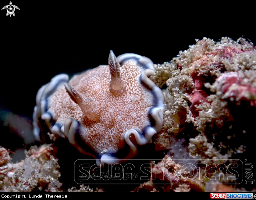 A Girdled Nudi