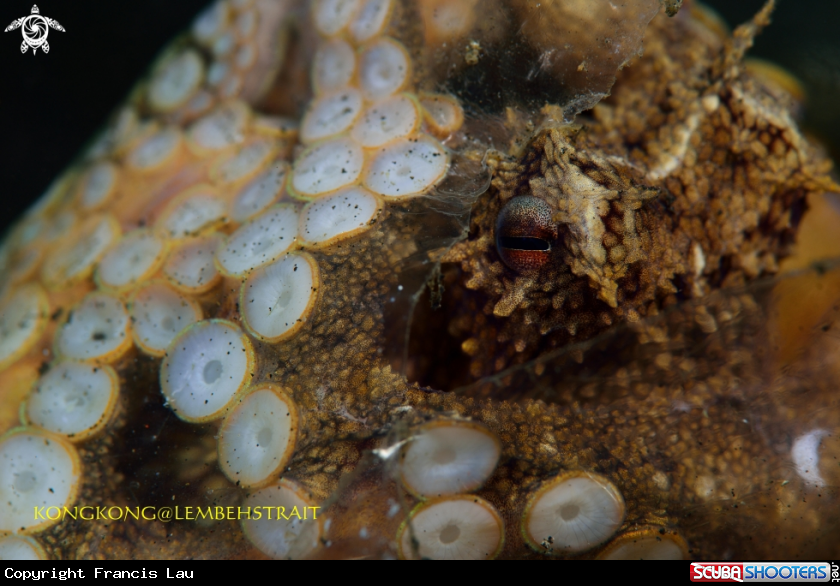 A An octopus hiding in a plastic bag