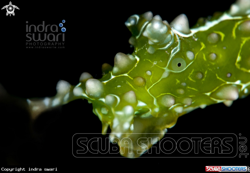 A Nudibranch
