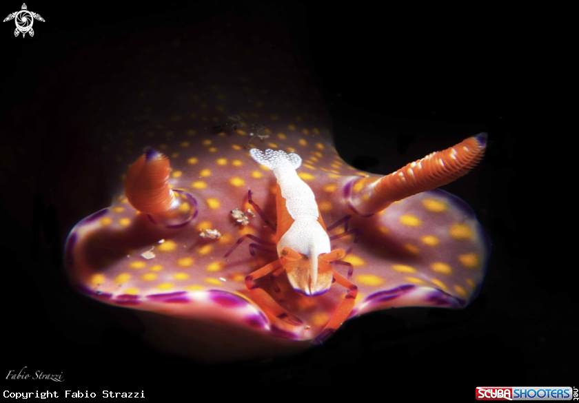 A Emperor shrimp