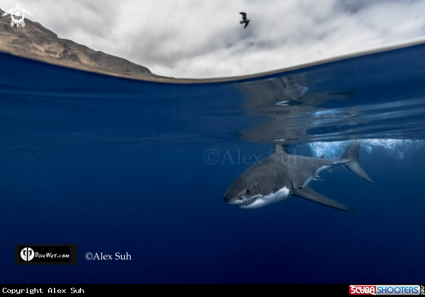 A Great White Shark