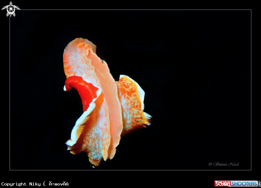 A Spanish dancer