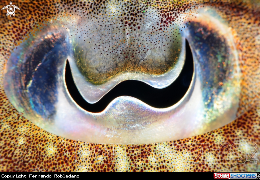 A Cuttlefish 