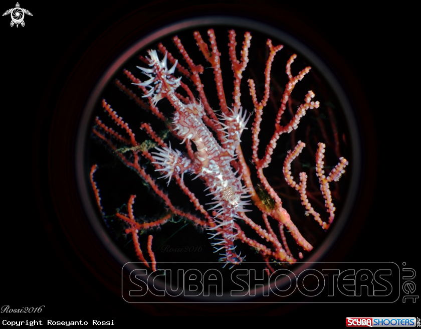A Ghost Pipefish