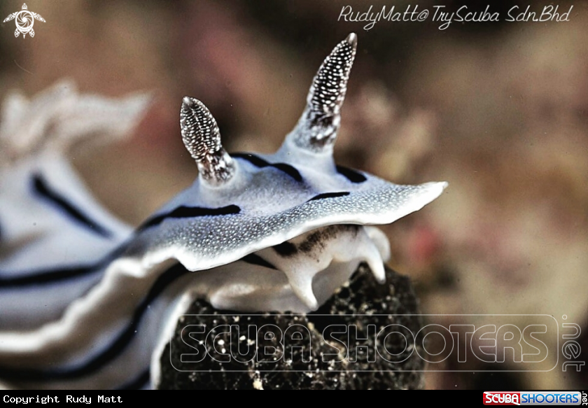 A Nudibranch