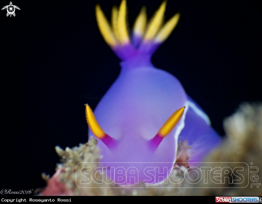 A Hypselodoris bullocki