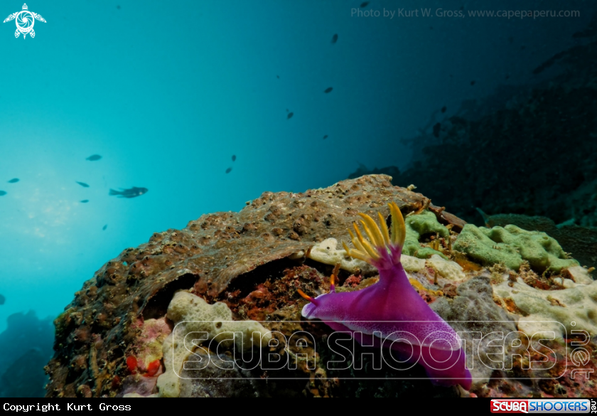 A Nudibranche