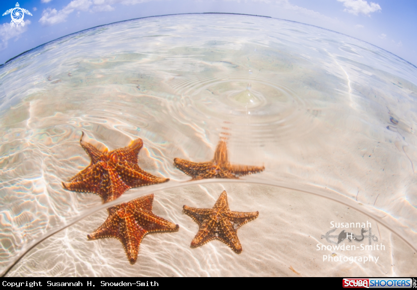 A Starfish