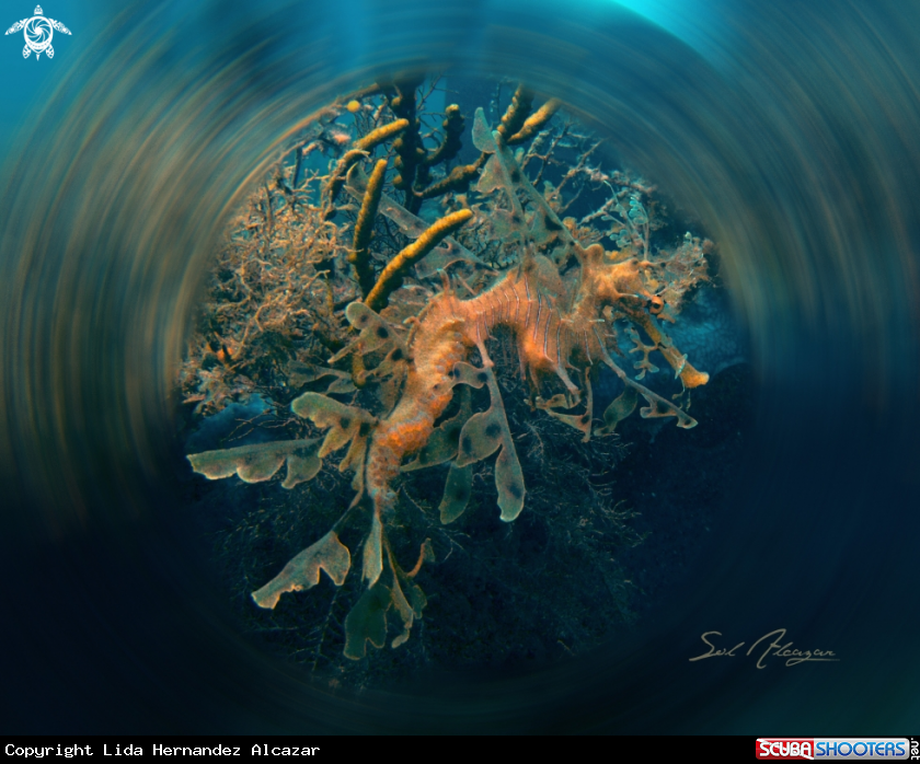 A Leafy Seadragon