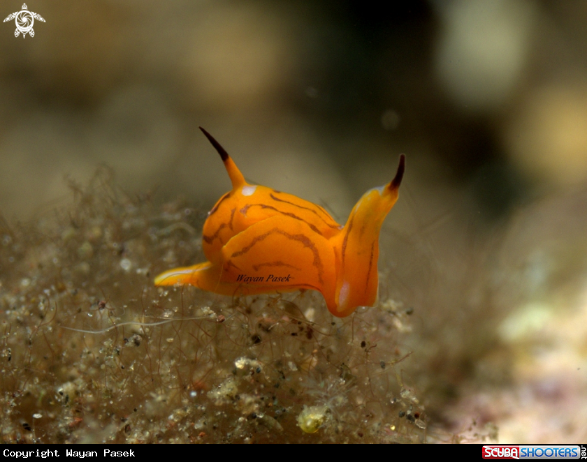 A Siphopteron Tigrinum