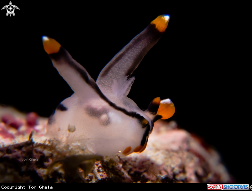 A Nudibranch