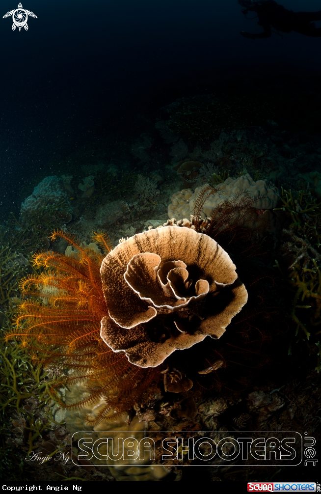 A Hard Coral