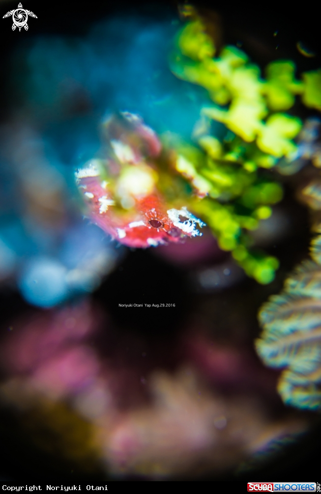 A Leaf scorpionfish