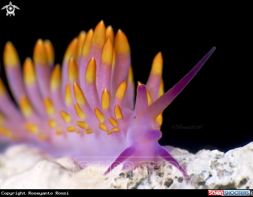 A Cuthona sibogae