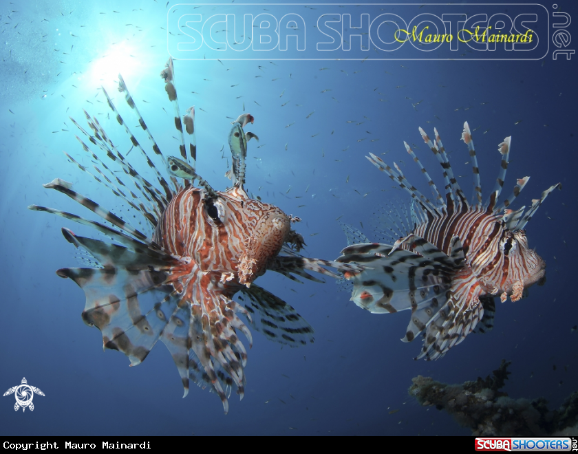 A Lionfish