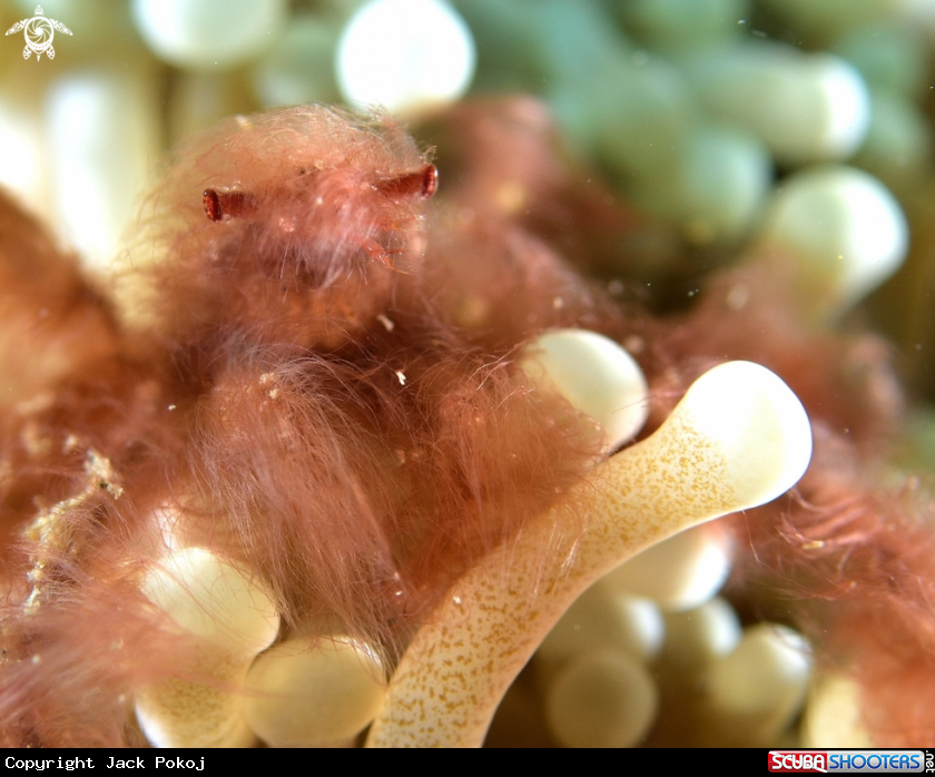 A Orangutan crab