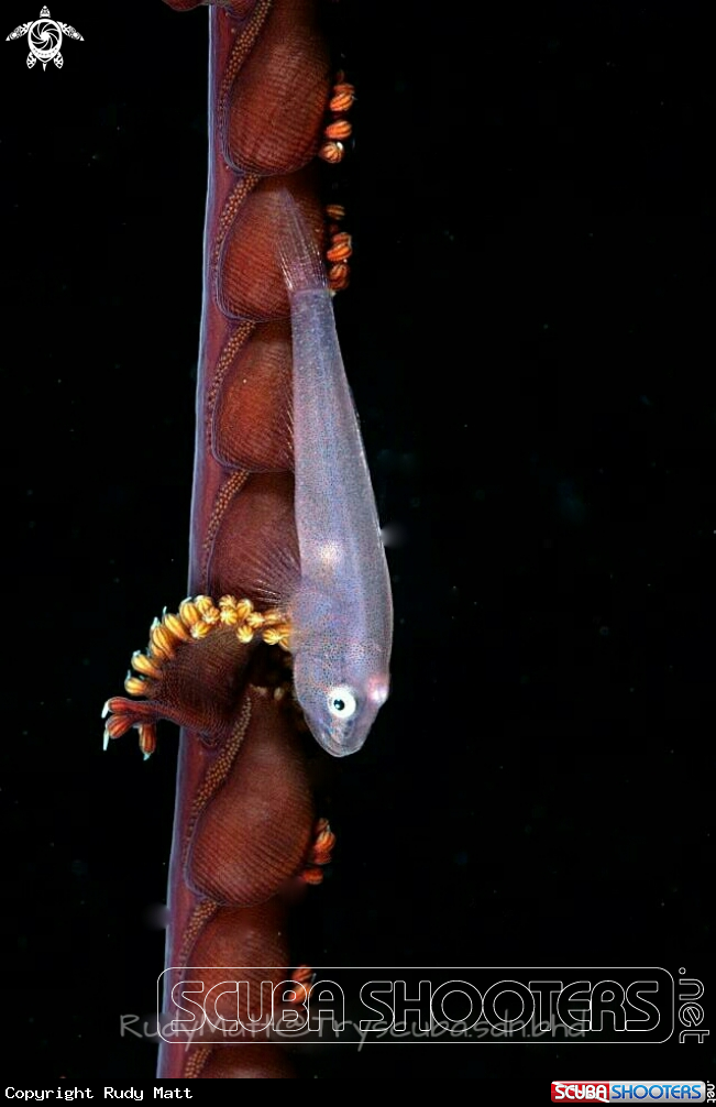 A Whip Goby