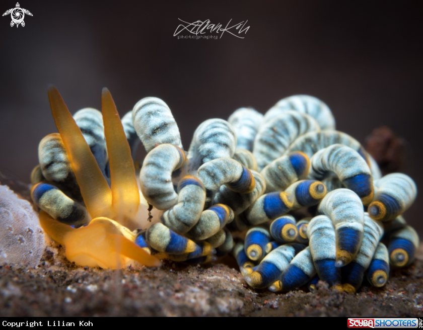 A Nudibranch