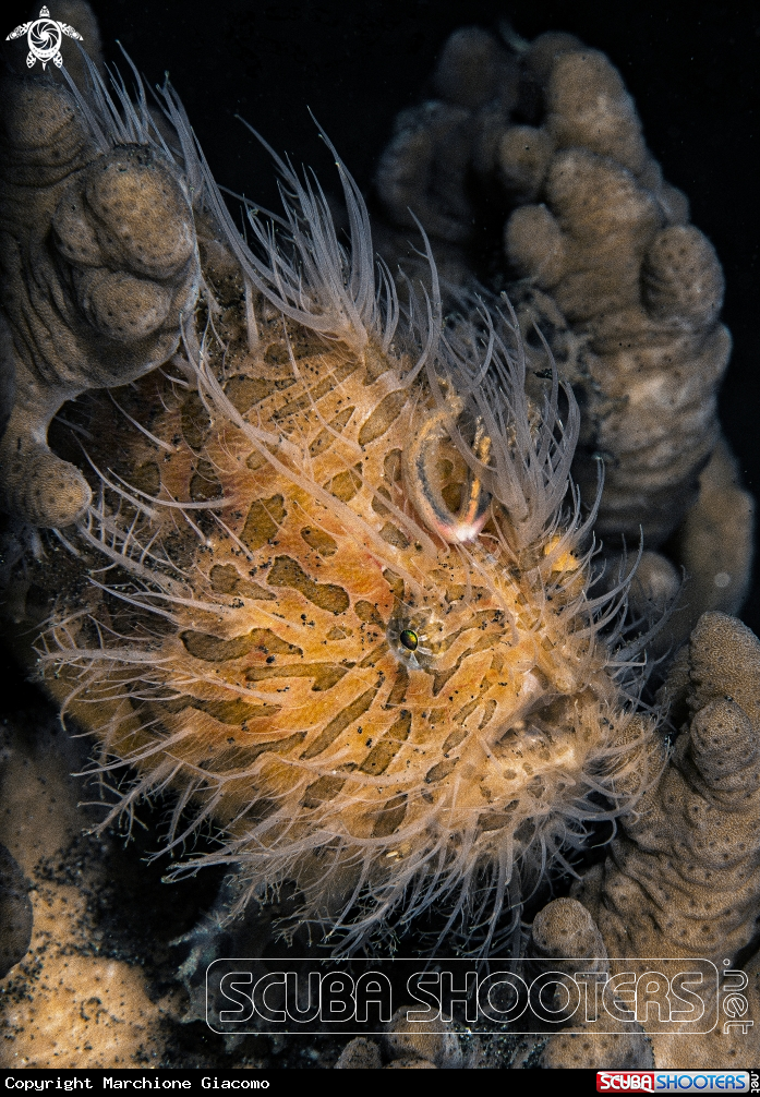 A Hair frog fish