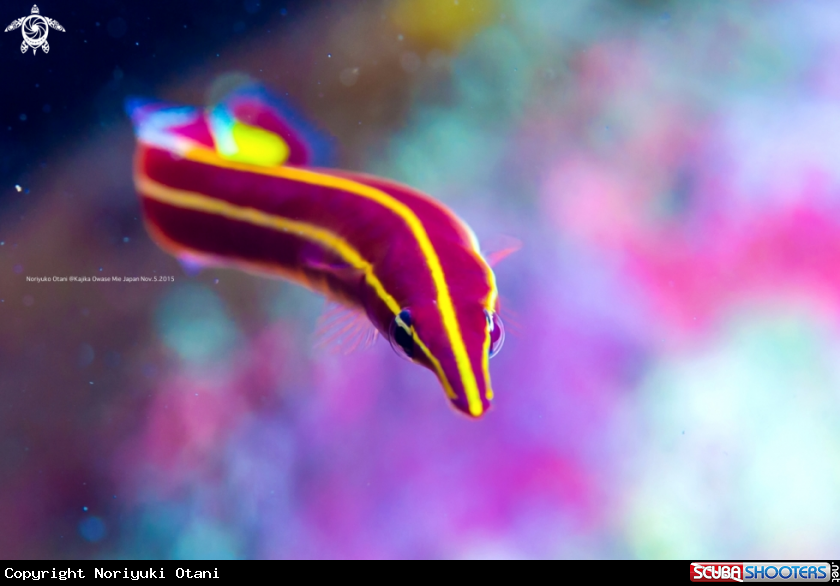 A  Long-snout Clingfish