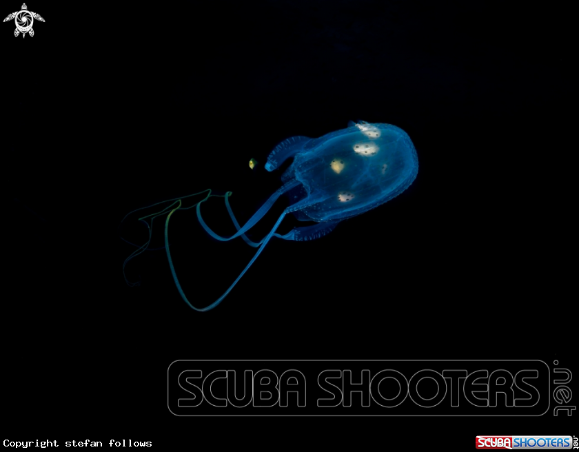 A Box Jellyfish