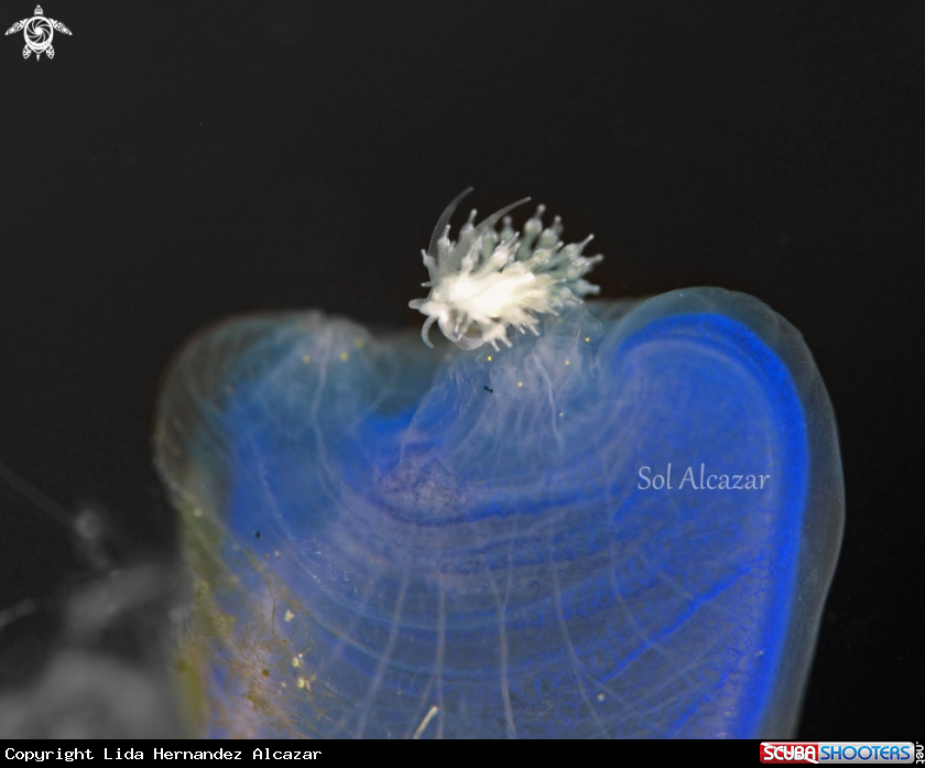 A Nudibranch