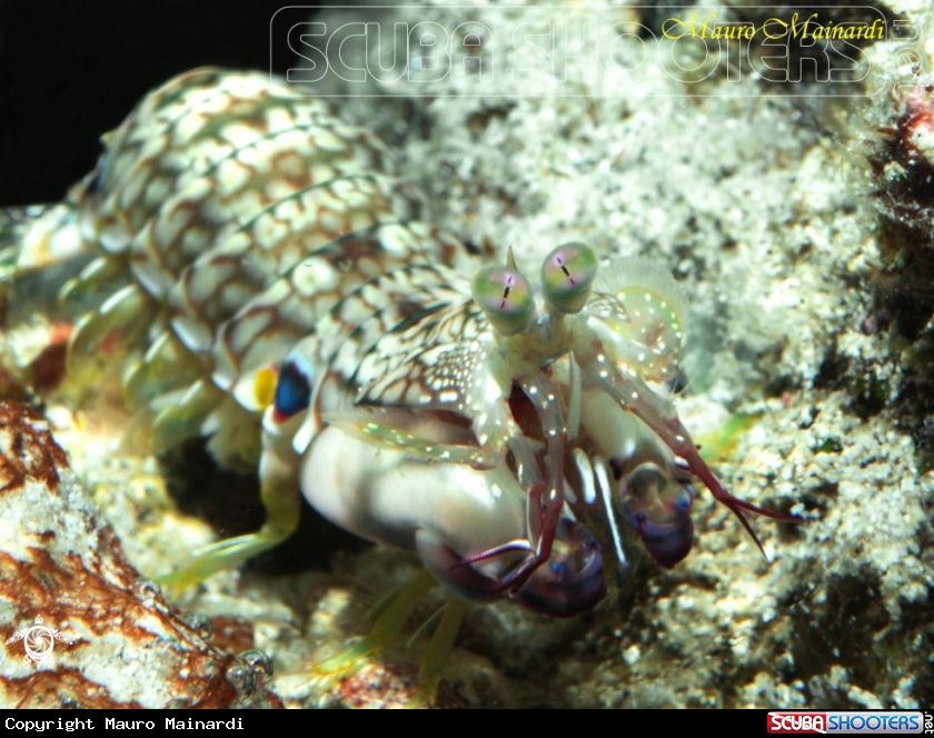 A Mantis Shrimp