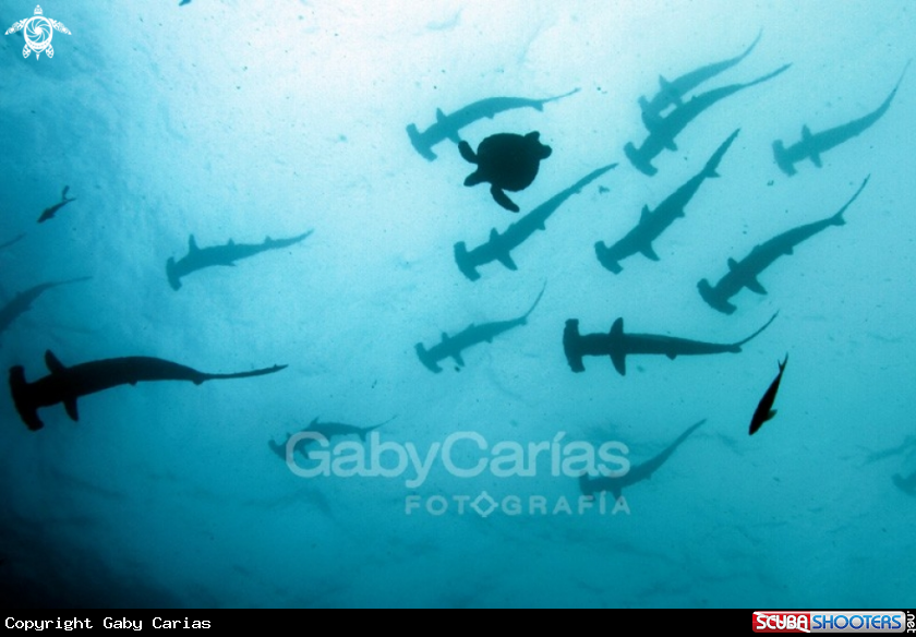 A Hammerhead Shark and green Turtle
