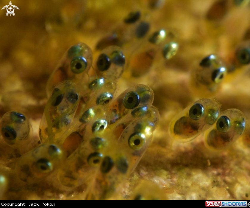 A Clownfish eggs