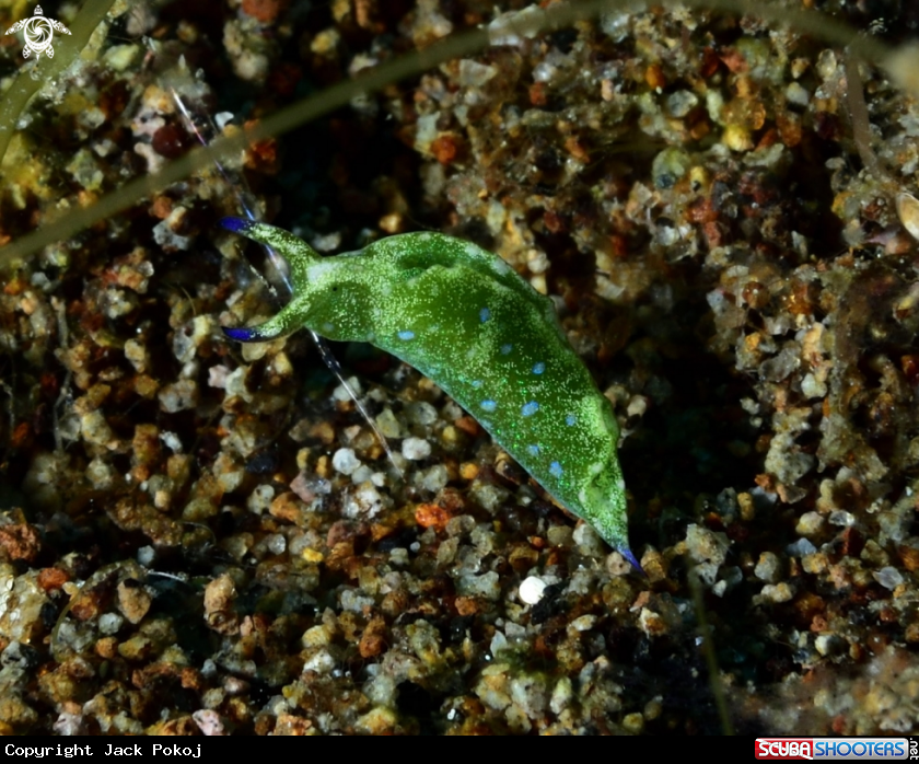 A Elysia Nudibranch