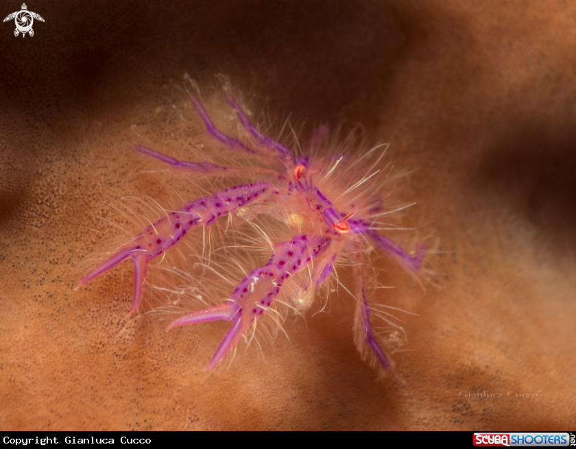 A Hairy Squat Lobster,Galatea pelosa