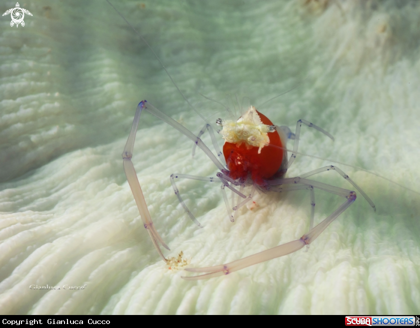A Popcorn shrimp,Mushroom Coral Shrimp, Gambrtetto popcorn