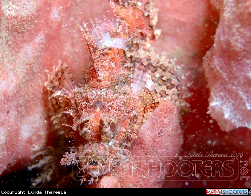 A Scorpionfish